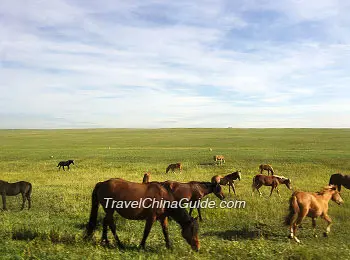 Hulunbuir Prairie