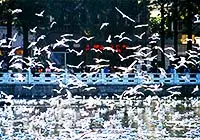 Green Lake Park, Kunming