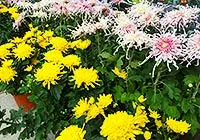 Chrysanthemums Show