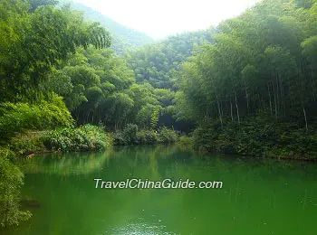 Mukeng Bamboo Sea