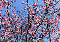 Peach Blossom in April