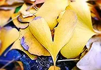 Golden Ginkgo