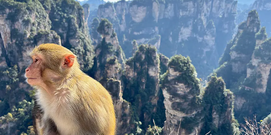Monkey in Zhangjiajie National Forest Park