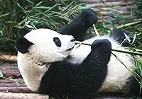 Chongqing Zoo