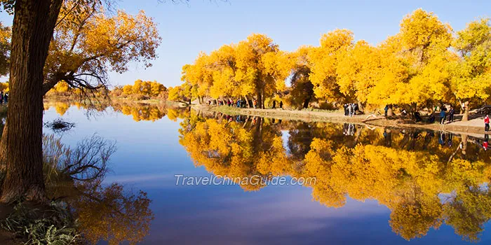 Populus Euphratica Forest in Ejina, Inner Mongolia