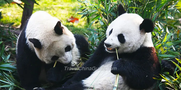 Chengdu Pandas