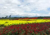 Blossoming Flowers