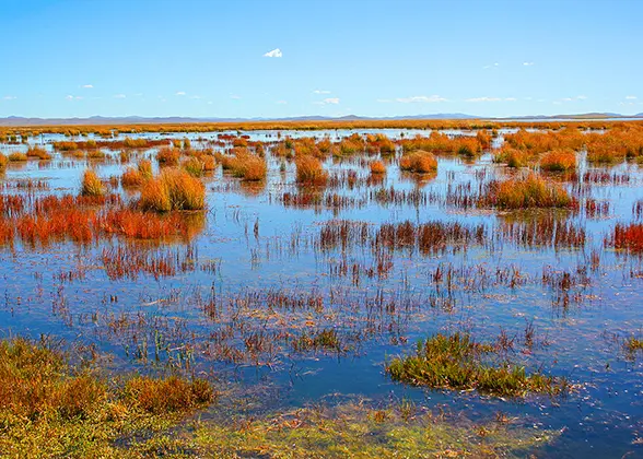 Flower Lake