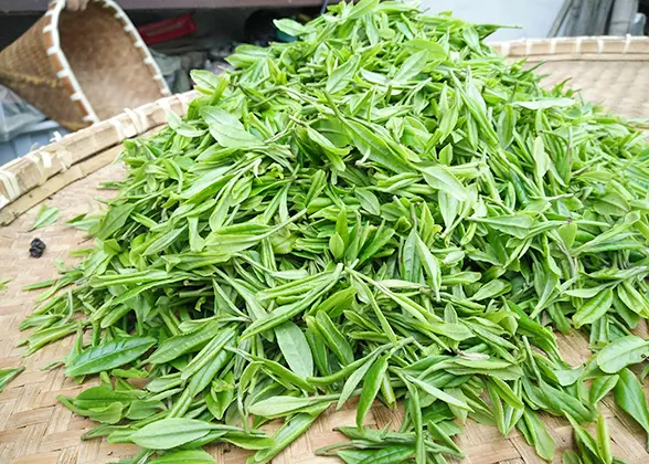 Meijiawu Tea Garden in Hangzhou