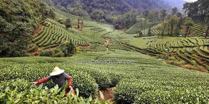 Meijiawu Tea Plantation