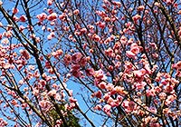 Nyingchi Peach Blossom
