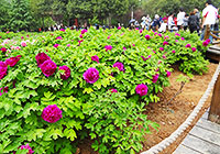 China National Flower Garden