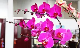 10 Essential Chinese New Year Decorations - AllTheRooms - The