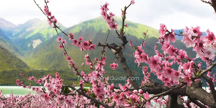 Nyingchi Peach Blossom Festival in March