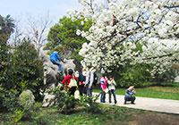 Cherry Blossom in Wuhan University 