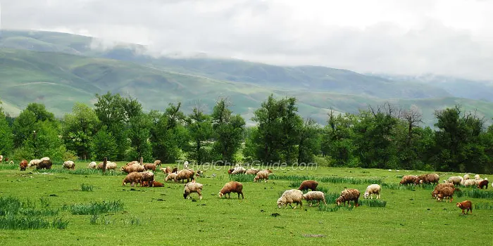 Nalati Grassland, Xinjiang