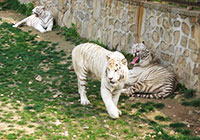 Dalian Forest Zoo