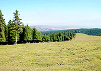 Southern Pasture, Urumqi