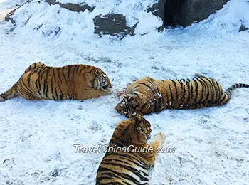 Siberian Tiger Park in Harbin 🇨🇳