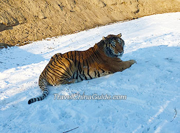 Siberian Tiger Park, Harbin
