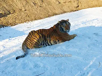 Siberian Tiger Park in Harbin 🇨🇳