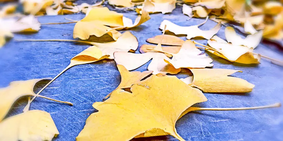 Gingko Avenue Outside the Diaoyutai State Guesthouse