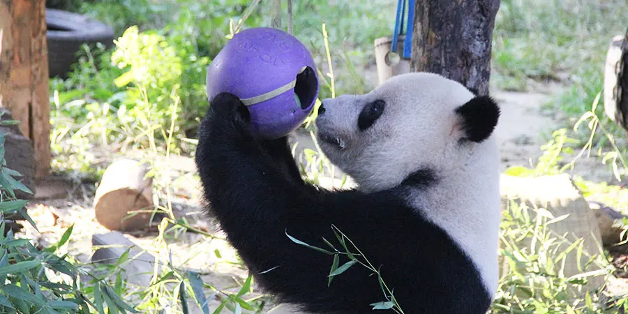 Beijing Zoo