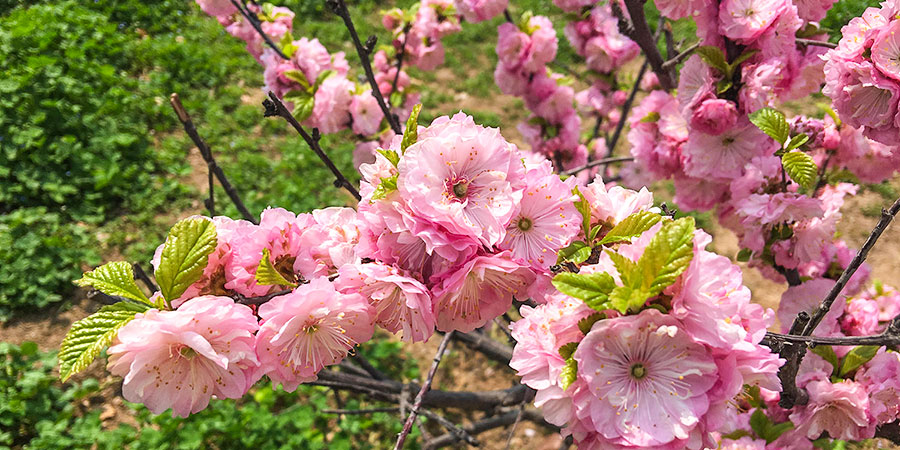 Appreciate Cherry Blossoms in Yuyuantan Park