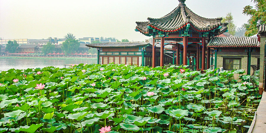 Appreciating Lotus Flowers in Beihai Park