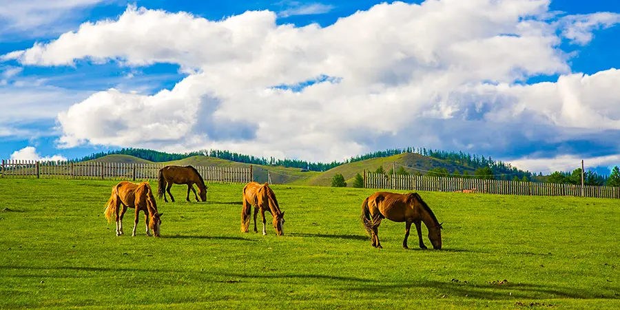 Kangxi Grassland