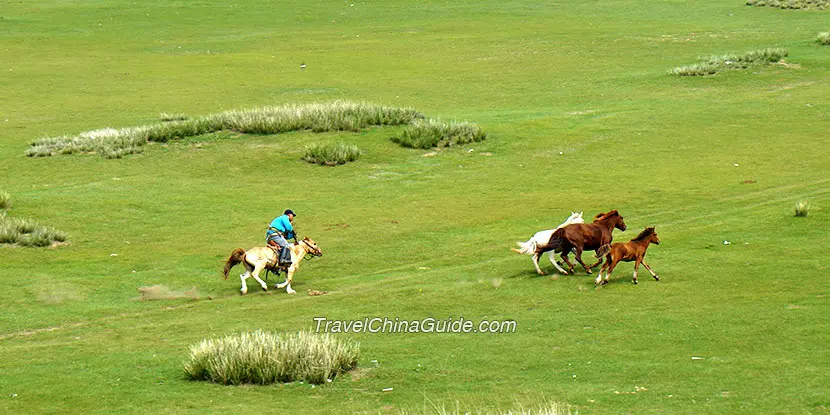 Wild Horse Riding in Hustai National Park