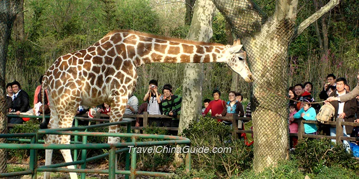 Shanghai Wild Animal Park