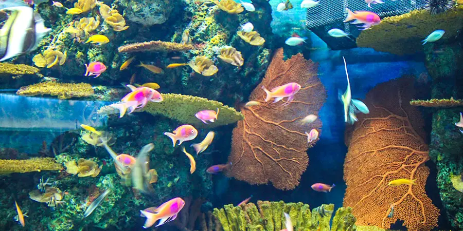 Shanghai Ocean Aquarium