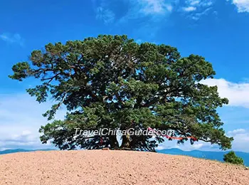 Dongchuan Red Land