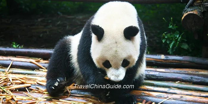 Giant Panda of China