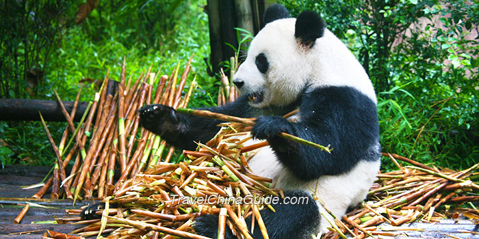 Chengdu: Home for Giant Pandas