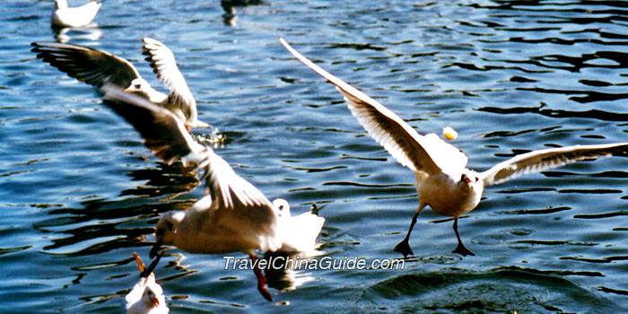 Migrant Birds in Green Lake Park of Kunming