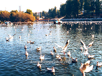 Migratory Birds at Dongtan Wetland Park