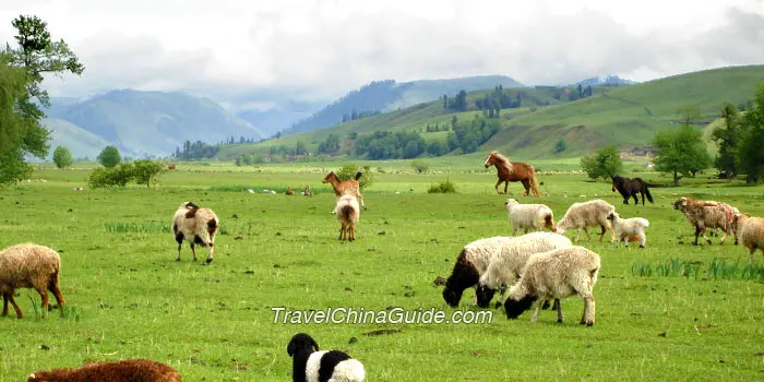 Fengning Bashang Grassland