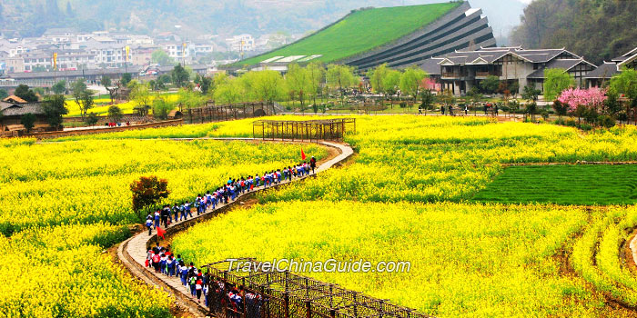 Rape Fields in Luoping, Yunnan