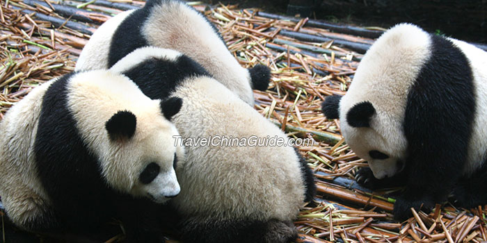 Giant Panda of China