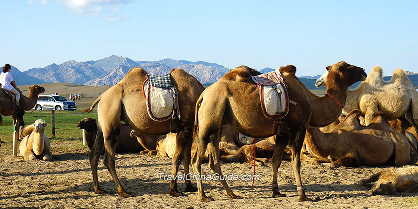 Two-humped Camels in Mongolia
