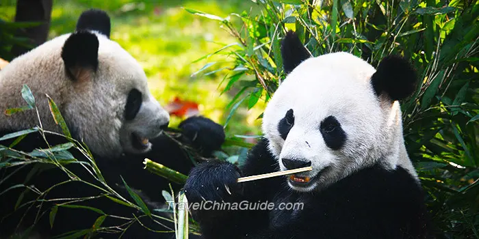 Chengdu Research Base of Giant Panda Breeding