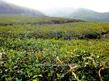 Tea Garden on Mogan Mountain