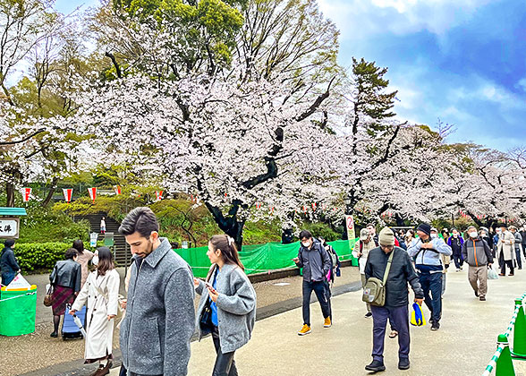 Cherry Blossoms in  Ueno Park