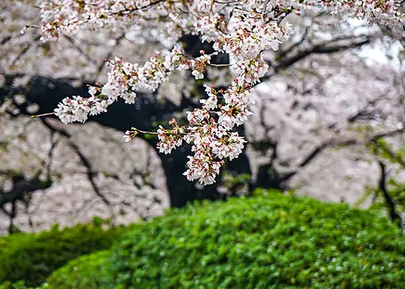 Cherry Blossoms