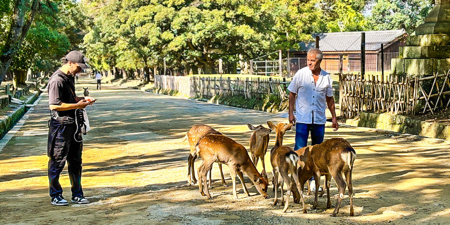 Deer Feeding, Nara Park