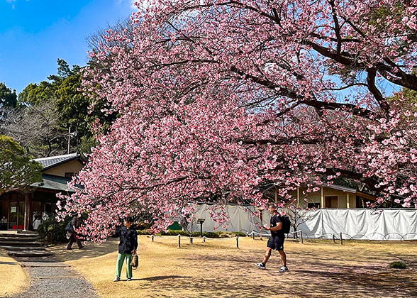 Shinjuku Gyoen National Garden, Tokyo Spring