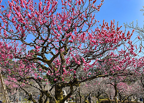 Tokyo Spring