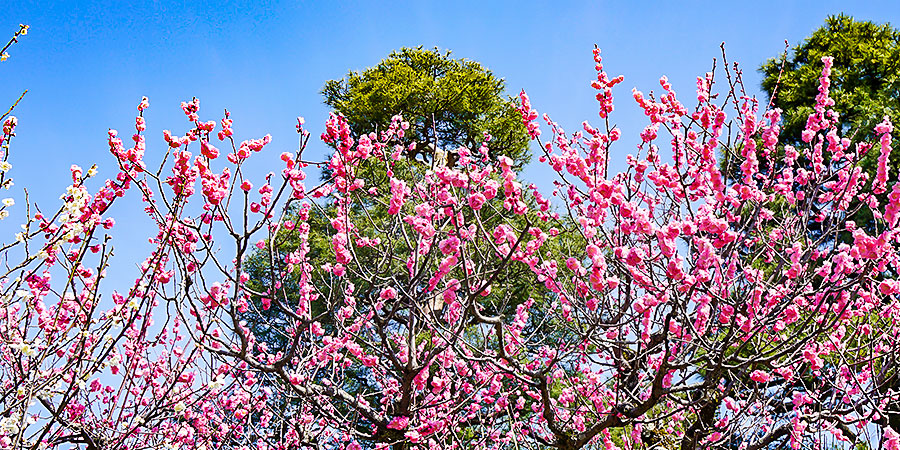 Spring Blossoms, Tokyo